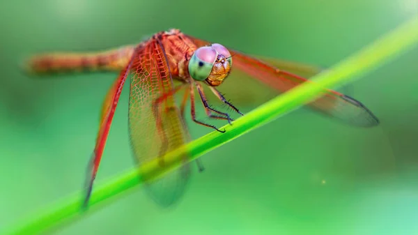 Pestrobarevná Vážky Ostří Trávy Makro Fotografie Tohoto Elegantního Křehkého Dravce — Stock fotografie