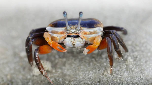 baby violinist crab with small orange claws on the sand, macro photo of the see life on the beach, a crustacean with eight legs, two telescopic eyes, near the sea on Koh Phayam island, Thailand