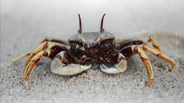 Black Ghost Crab Beach Two Big Eyes See Danger Two — Stock Photo, Image