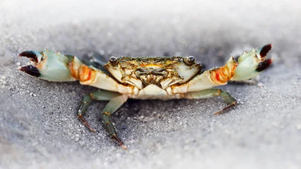 Büyük pençeli yengeç ve kumda dövüşmek üzere olan güçlü bir leş, bu kabuklu deniz hayvanı zorlu bir dövüşçü. Koh Lanta Tayland adasındaki bir sahilde deniz hayatının makro fotoğrafı..