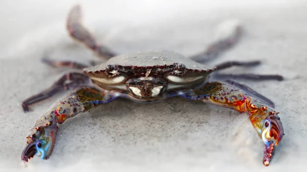 Black Crab Sand Two Multicolored Claws Strong Carapace Protection Crustacean — Stock Photo, Image