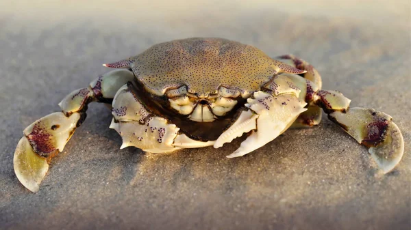 Crab Sand Sunset Strong Carapace Protection Two Big Claws Defense — 스톡 사진