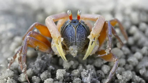 Makrofoto Einer Kleinen Spinnenkrebse Strand Eines Krebstiers Mit Sechs Beinen — Stockfoto