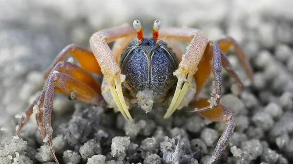 Sahildeki küçük bir örümcek yengecinin makro fotoğrafı, altı ayaklı bir kabuklu deniz hayvanı, iki kırmızı göz, ve savunma için iki pençe, Tayland 'daki bir adanın deniz kenarındaki kumla top oynuyor.