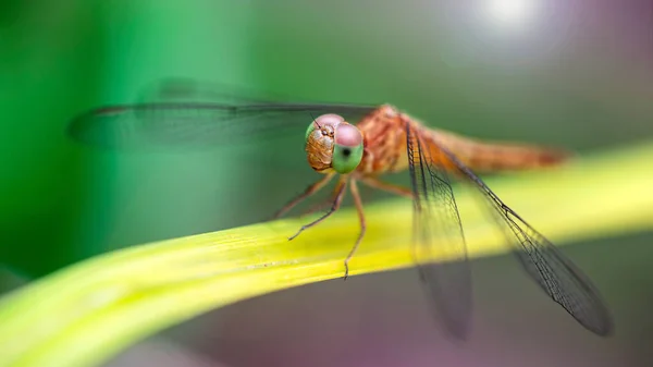 Colorful Dragonfly Blade Grass Macro Photo Elegant Fragile Predator Wide — Stock Photo, Image