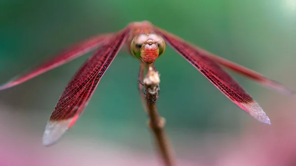 Red Dragonfly Its Perch Macro Photo Gracious Fragile Predator Wide — Stock Photo, Image