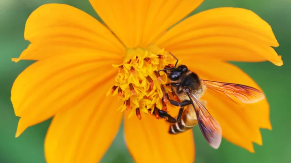 Abelha Procura Pólen Voando Torno Uma Flor Amarela Florescente Foto — Fotografia de Stock