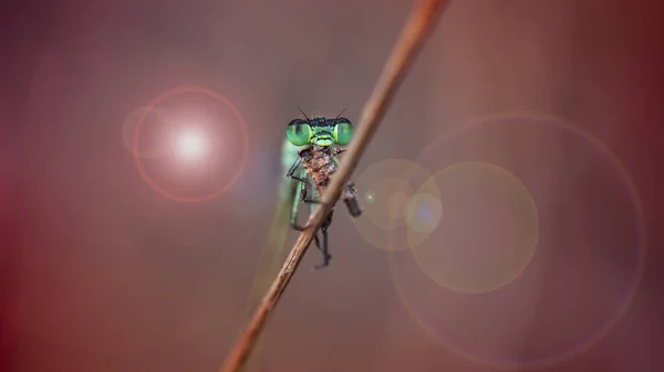 Cute Green Damselfly Eating Some Small Insect Branch Slim Fragile — Stock Fotó