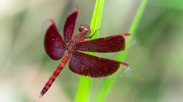 Gracieuse Libellule Rouge Sur Brin Herbe Ailes Grandes Ouvertes Macro — Photo