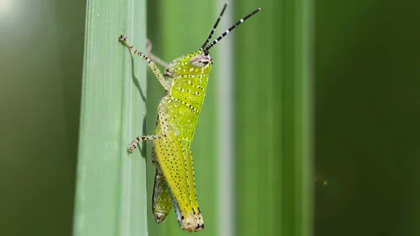 Yaprağın üzerindeki yeşil çekirgenin makrosu. Uzun antenleri ve güçlü bacakları olan küçük böcekler bir çimenden diğerine atlamak için, Koh Phayam, Tayland. 