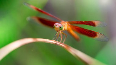 Tayland 'ın tropikal yağmur ormanlarında yapraklardan uçmak üzere olan zarif renkli bir yusufçuğun makro fotoğrafı. Kanatları açık narin ve zarif bir böcek, odonata ailesi