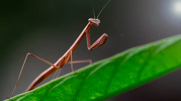 Yeşil bir yaprağın üzerinde dua eden bebek peygamber devesi zayıf ve kırılgan bir böcek ama küçük olanlar için korkunç bir yırtıcı. Tropikal vahşi yaşamın makro fotoğrafı, koyu arkaplan