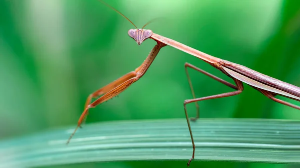 Genadige Bidsprinkhaan Een Blad Slank Fragiel Insect Maar Verschrikkelijk Roofdier — Stockfoto