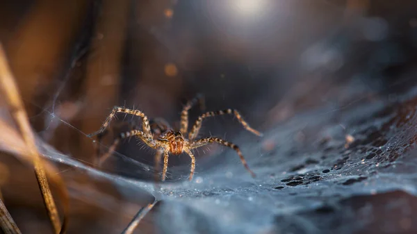 Schöne Gelbe Spinne Auf Ihrer Netzmakrofotografie Schlanke Und Elegante Spinnentiere — Stockfoto