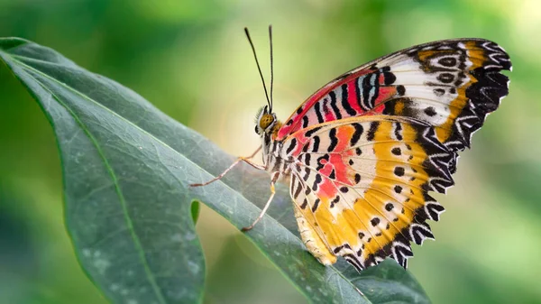 Makro Zdjęcie Pięknego Motyla Szerokimi Kolorowymi Czerwonymi Żółtymi Skrzydłami Łaskawy — Zdjęcie stockowe