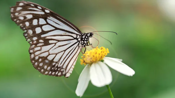 Büyük kanatlı siyah beyaz kelebeğin makro fotoğrafı. Tayland 'ın Chiang Mai kentinde, tropik bir botanik bahçesinde, bir papatya çiçeğinde polen arıyor.