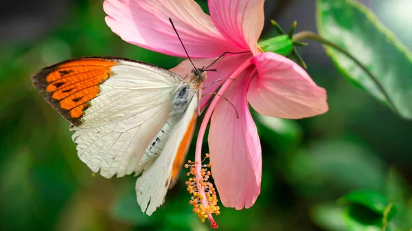 Makro Zdjęcie Pięknego Delikatnego Pomarańczowo Białego Motyla Skrzydła Szeroko Otwarte — Zdjęcie stockowe