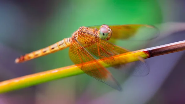 Flerfärgad Trollslända Gren Makro Foto Denna Vackra Och Eleganta Insekt — Stockfoto