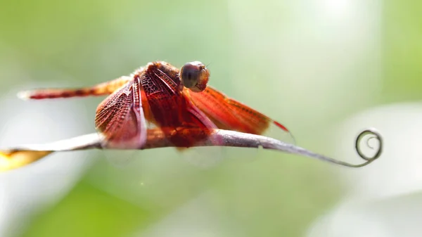 Red Dragonfly Leaf Macro Photo Gracious Fragile Odonata Insect Backlit — Stock Photo, Image