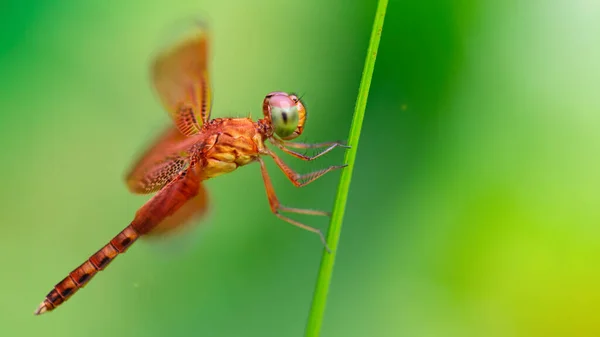 Bu zarif ve narin Odonata böceğinin, Tayland 'ın Koh Phayam adasındaki bir göletin yakınındaki makro fotoğrafında çok renkli bir yusufçuk görülüyor.