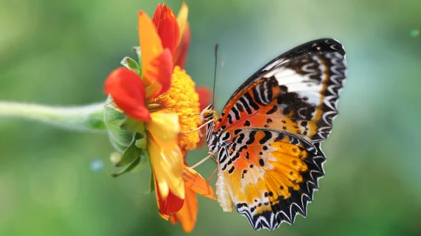 Egzotikus Sokszínű Pillangó Keres Pollen Egy Virág Makro Fotózás Elegáns — Stock Fotó