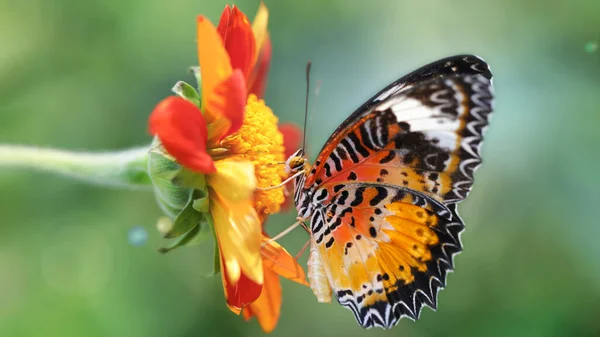 Bir çiçekte polen arayan egzotik renkli kelebek, bu zarif ve narin Lepidoptera böceğinin makro fotoğrafçılığı, tropik bir botanik bahçesinde doğa sahnesi, Bangkok, Tayland