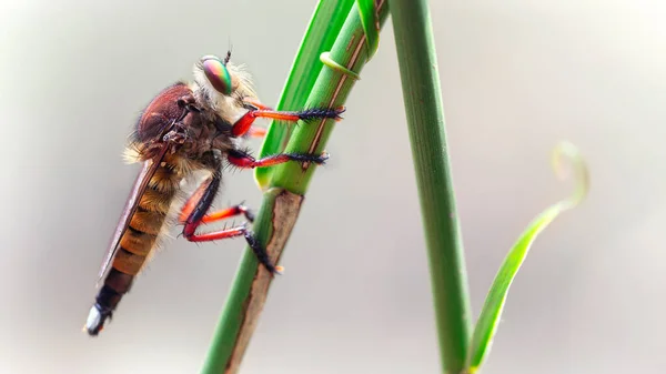Makrofotografie Von Asilidae Diese Riesige Diptera Wird Räuberfliege Genannt Schreckliches — Stockfoto