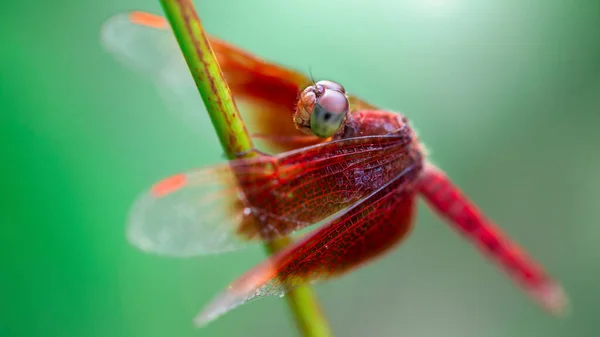 Červená Vážky Odpočívající Stonku Makro Fotografie Tohoto Barevného Křehkého Hmyzu — Stock fotografie