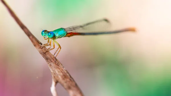 Elegantní Pestrobarevná Panna Větvi Makrofotografie Této Drobné Vážky Půvabná Křehká — Stock fotografie