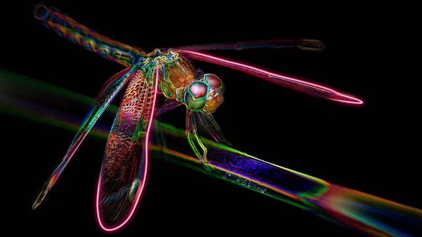 Bir dalda çok renkli yusufçuk, geniş kanatlı ve dev renkli gözlü bu zarif ve kırılgan yırtıcının makro fotoğrafı, dijital neon ışık efekti, siyah arkaplan, Koh Lanta, Tayland