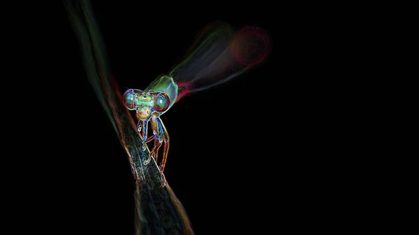 Bir dalda dinlenen küçük hanım sineği, bu nazik böcek de yusufçuk gibi renkli gözleri ve uzun kuyruğu olan bir Odonata 'dır. makro fotoğraf dijital neon ışık efekti, siyah arkaplan