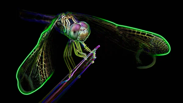 Tüneğindeki yusufçuk, geniş kanatlı bu zarif odonatanın makro fotoğrafçılığı ve bir çimen, doğa sahnesi, dijital neon ışığı efekti, siyah arkaplan, Tayland