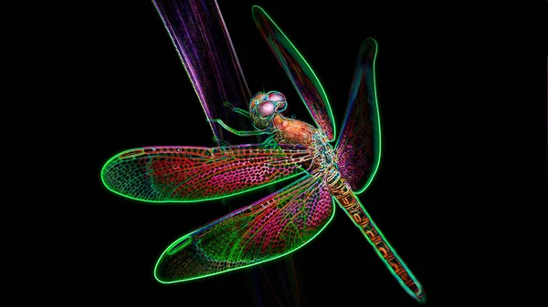 แมลงปอหลายส บนใบไม ปแมกโครของน งดงามและเปราะบางน กกว างและตาส ผลกระทบแสงน ออนด ตอล นหล — ภาพถ่ายสต็อก
