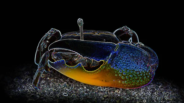 Shy Violinist Crab Hiding Sand Its Giant Orange Claw Staring — Stock Photo, Image