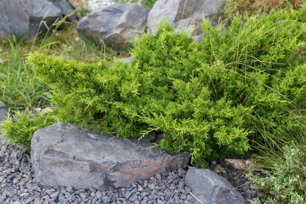 Dekoration Tomten Med Sten Och Gröna Buskar — Stockfoto