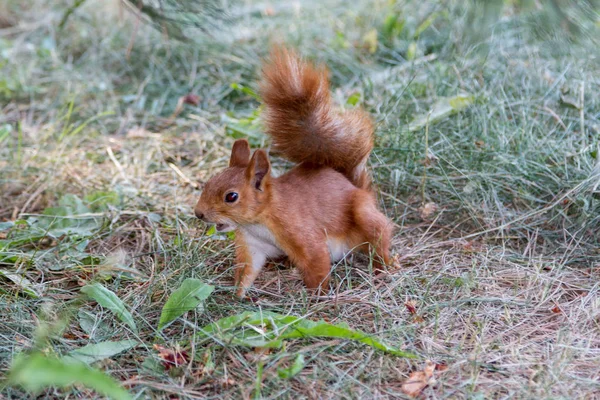 Yükseltilmiş bir kuyruklu çim sincap