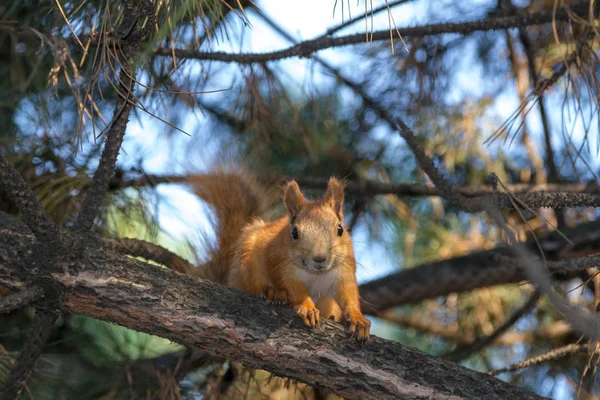 Kleines Eichhörnchen Sitzt Auf Einem Großen Ast Eines Baumes — Stockfoto