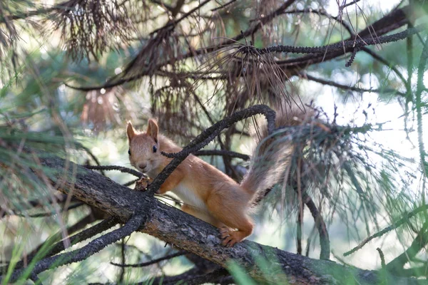 Esquilo Ramo Uma Árvore Com Uma Noz Suas Patas — Fotografia de Stock