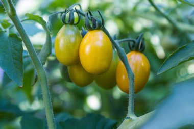 Ne zaman olgun dal Sarı kiraz domates