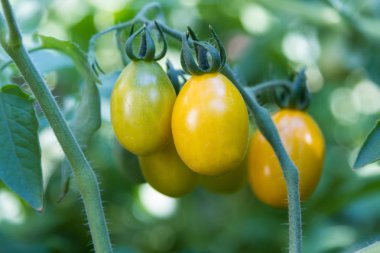 Küçük sarı kiraz domates dal