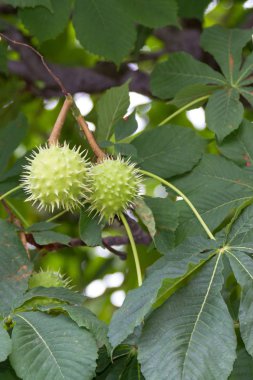 Değil olgun at kestanesi meyve dal