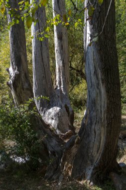 Büyük kavak gövde 4 bölüme ayrılmıştır
