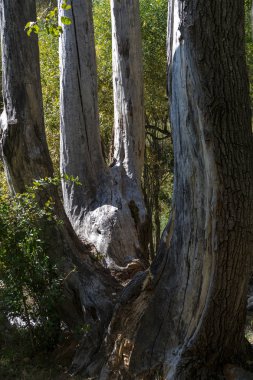 Eski kavak sandık lige dört bölümden
