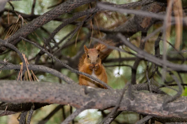 Eichhörnchen Mit Einer Mutter Auf Einem Großen Tannenzweig — Stockfoto