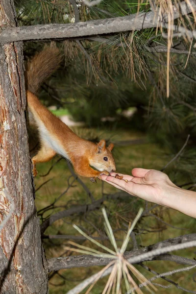 squirrel takes nuts from a female hand while sitting on a tree