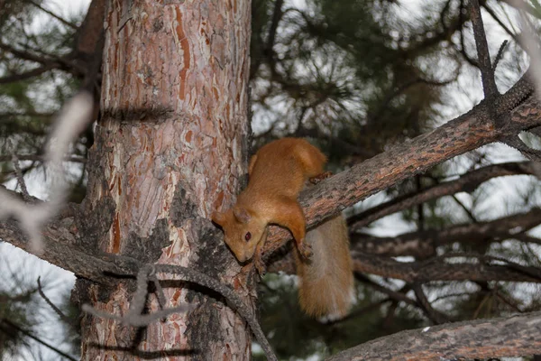 Veverka Sestupuje Stromu Hlavou Dolů — Stock fotografie