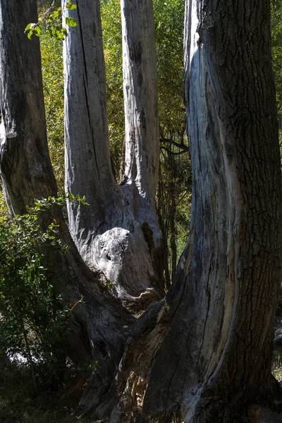 Eski büyük ağaç kuru mayo bir sürü