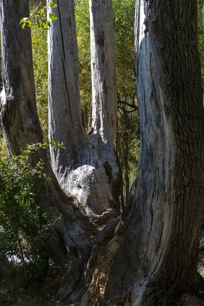 Eski kavak sandık lige dört bölümden