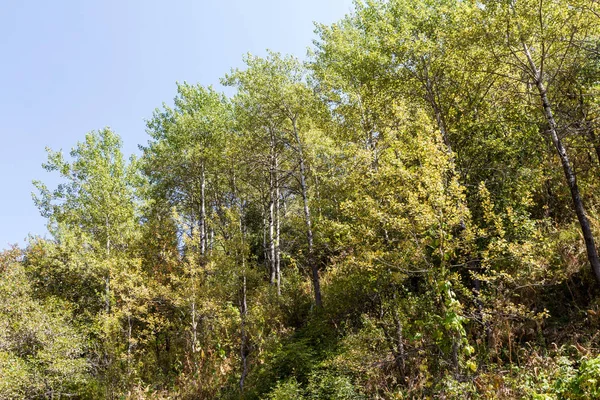 Loofbomen Groeien Helling Van Berg — Stockfoto