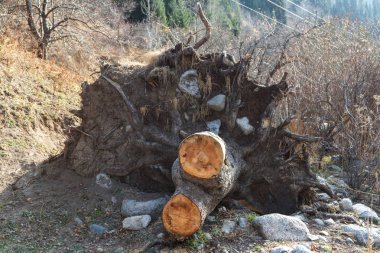 yerden sökülüp kökleri ile güdük